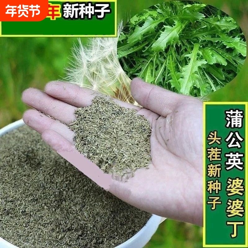 新产蒲公英种子籽野菜婆婆丁种植药食用种四季播种多年生种籽蔬菜,鲜花速递/花卉仿真/绿植园艺,其它园艺用品,淘宝优惠券,粉丝福利购,淘宝优惠卷
