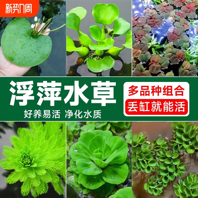 鱼缸水草大全浮萍龟缸鱼缸造景全套装饰用品一叶莲肚兜萍水培绿植