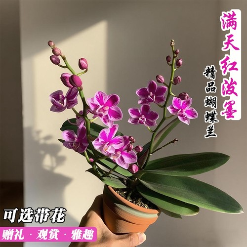 新品满天红泼墨蝴蝶兰高端名贵花卉带花苞盆栽室内好养绿植伴手礼