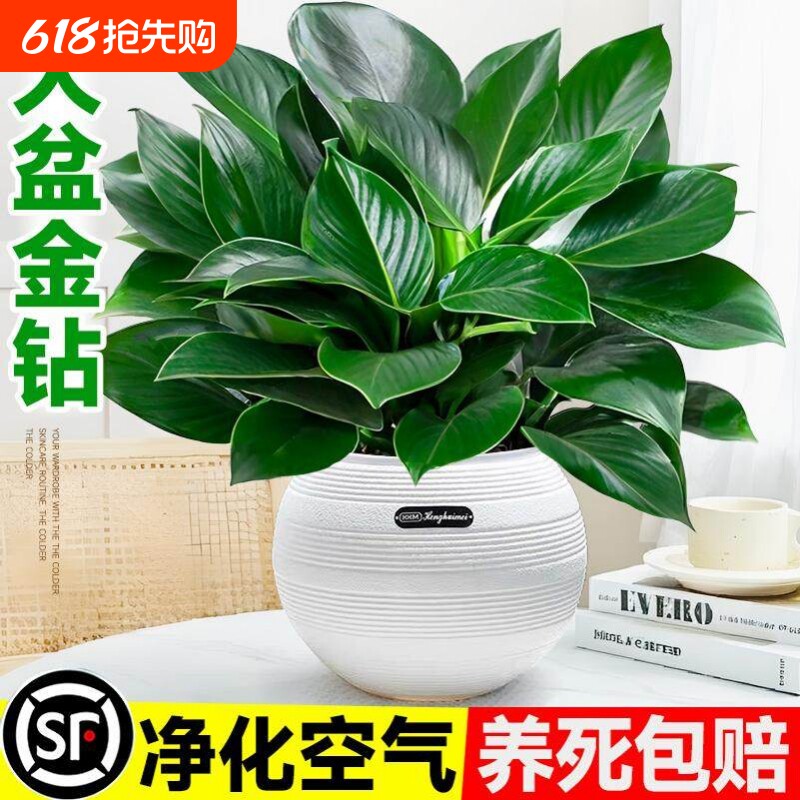 大盆金钻盆栽绿萝水培植物吸办公室内发财树绿植多肉大叶植物甲醛