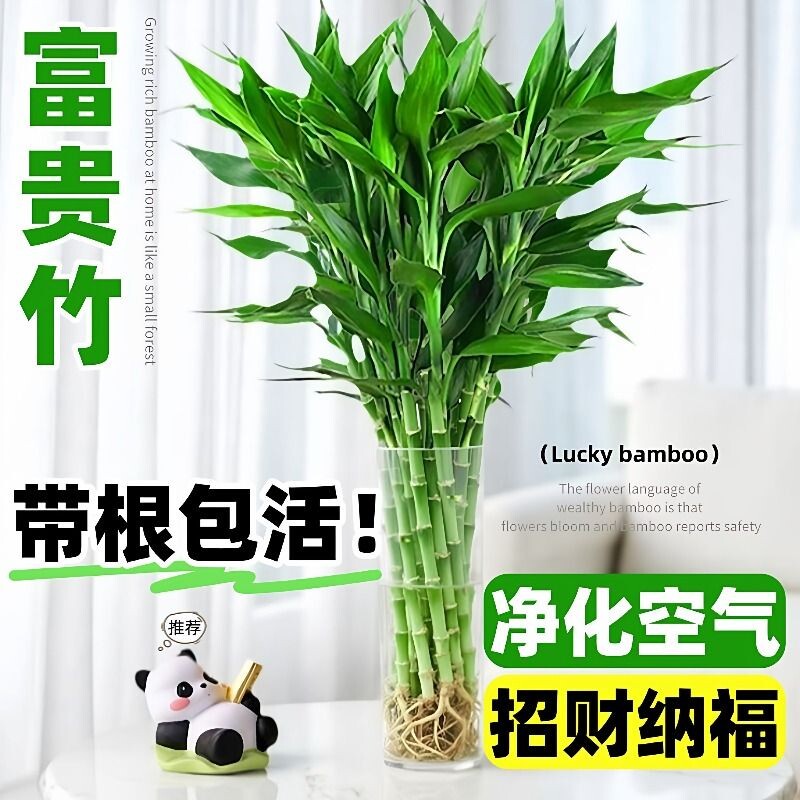 水培绿植富贵竹水养盆栽室内带根好养客厅招财植物办公室花卉桌面