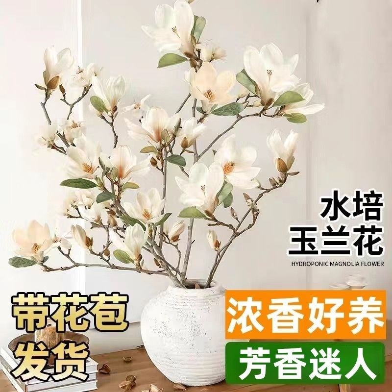 水培玉兰花干枝带花苞鲜切白玉兰耐寒好养室内植物紫玉兰水养花卉
