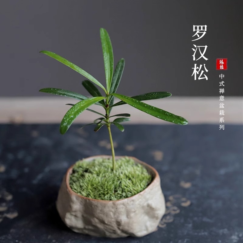 海岛罗汉松指尖微型盆栽桌面迷你拇指好养植物盆景观叶绿植