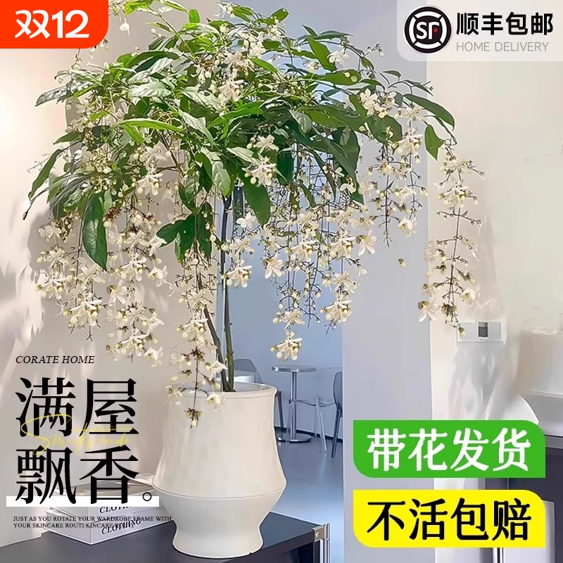 垂丝茉莉带花苞老桩泰国风车茉莉好养阳台室内四季开花绿植盆栽