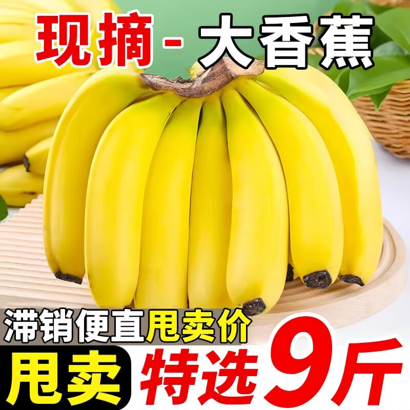高山大香蕉当季新鲜水果青皮香蕉现摘香甜需催熟甜蕉甜热带可食用