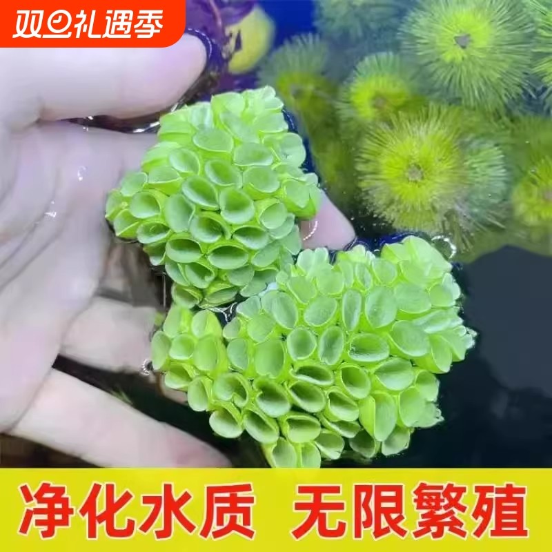 鱼缸浮萍躲避肚兜萍造景生态古法缸造景阴性浮性水草增氧植物水生
