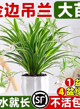 金边吊兰植物室内好养活花卉盆栽桌面小绿植水培垂吊客厅阳台大盆