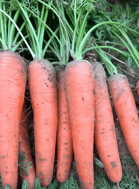 胡萝卜可生吃新鲜胡萝卜带土水果胡萝卜可用于配菜营养丰富现挖甜