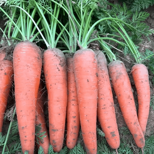 胡萝卜可生吃新鲜胡萝卜带土水果胡萝卜可用于配菜营养丰富现挖甜