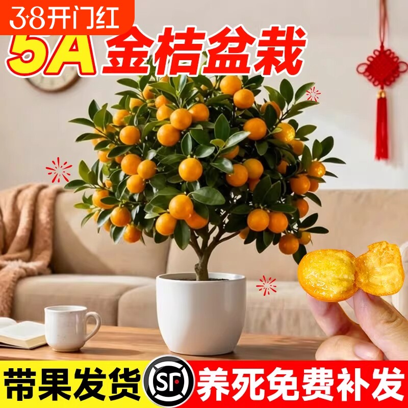 四季金桔树盆栽带果可食用小橘子树客厅室内好养花卉绿植盆景家里