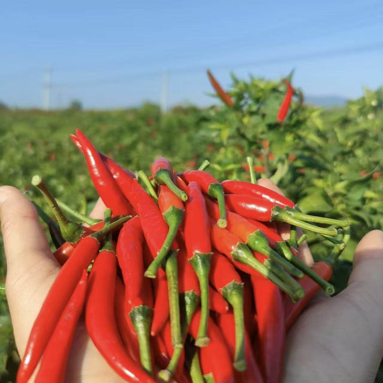 烈焰朝天椒苗秧苗子辣椒特辣干鲜两用四季春秋盆栽簇生单生小米辣