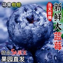 现摘云南高山蓝莓鲜果花香蓝莓野生蓝莓新鲜水果怡颗花香大果整箱