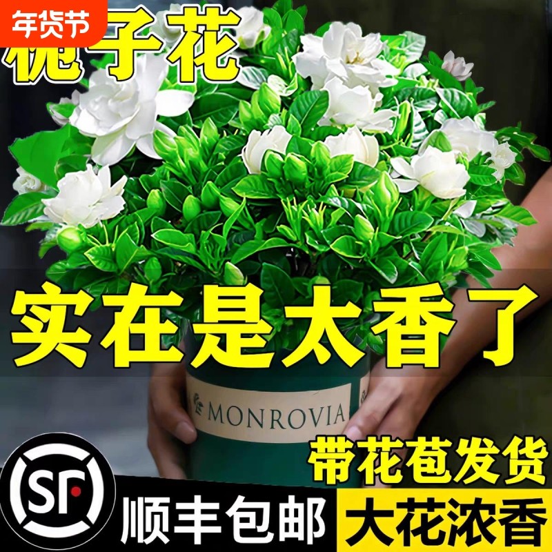 栀子花盆栽带花苞室内黄金葛箩水培花卉绿植物茉莉花九里香长寿花,鲜花速递/花卉仿真/绿植园艺,时令草本花卉,淘宝优惠券,粉丝福利购,淘宝优惠卷