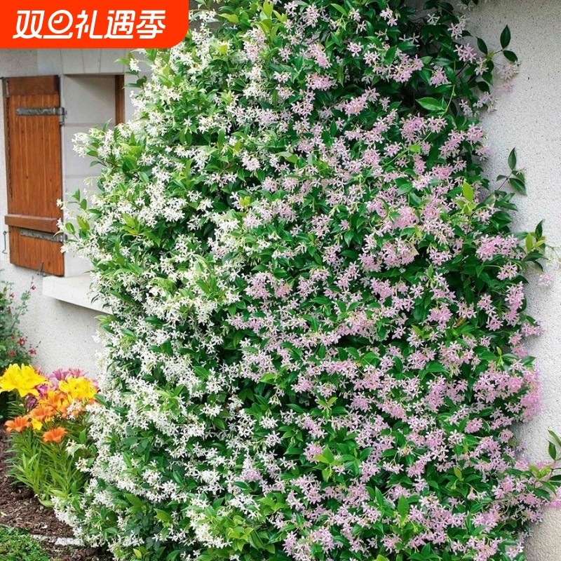 风车茉莉盆栽大苗络石藤垂丝爬藤花卉耐寒阳台绿植物四季开花庭院