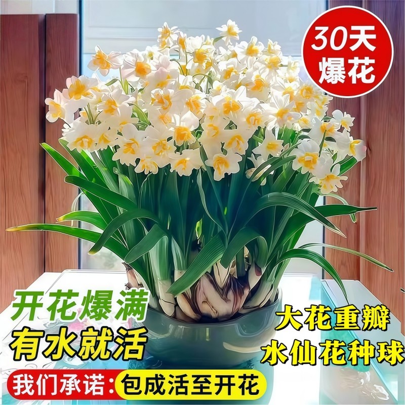 漳州水仙花种球盆栽水养绿植花卉四季耐寒重瓣郁金香水培植物开花