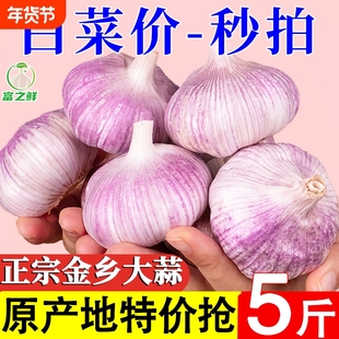 产地价山东紫皮大蒜头干蒜农家自种火锅蔬菜红皮大蒜新鲜种植自提