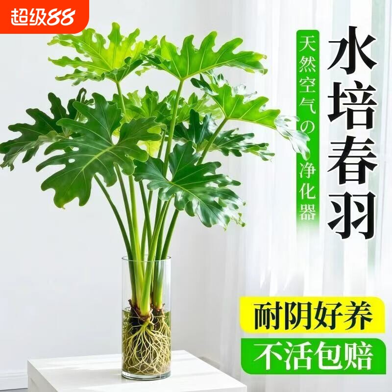 春羽水培植物室内盆栽客厅办公室桌面绿植花卉大叶龟背竹水养绿植图片