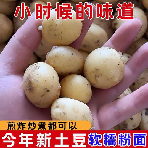 新鲜现挖恩施小土豆蔬菜