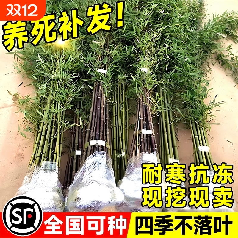 竹子苗庭院室外植物耐寒盆栽实心青竹苗罗汉竹四季造景黄金竹客厅