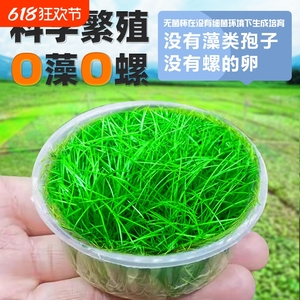 无菌杯牛毛水草前景草牛毛杯片盒装植物鱼缸造景草坪专用阴性真草