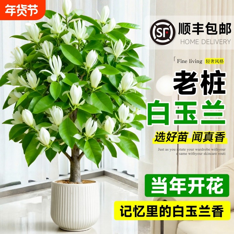 白玉兰树苗盆栽带花苞矮化紫玉兰老桩绿植室内花卉客厅庭院开花,鲜花速递/花卉仿真/绿植园艺,时令草本花卉,淘宝优惠券,粉丝福利购,淘宝优惠卷