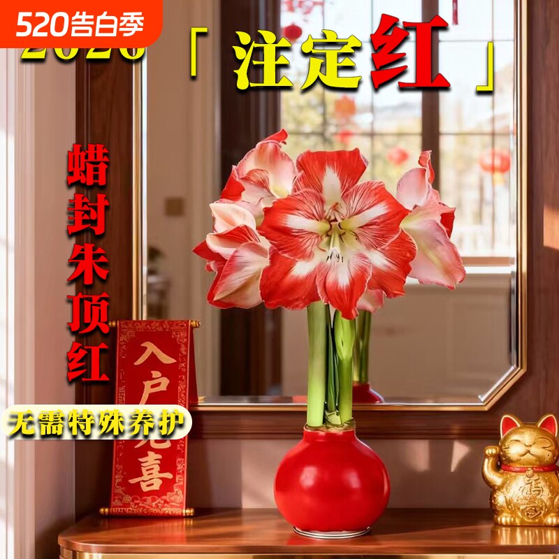 蜡封朱顶红进口花卉重瓣种球礼盒宵花盆栽室内绿植物注定开花花期