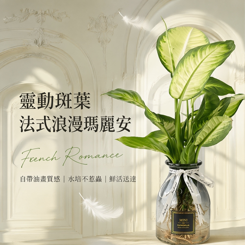 水培植物盆栽万年青室内绿植好养