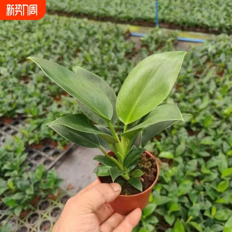 绿公主金钻室内盆栽客厅绿植花卉大叶植物办公室好养活四季常绿