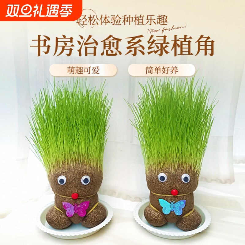 趣味长草娃娃小盆栽草头娃娃猫草桌面水培绿植好养儿童观察小植物