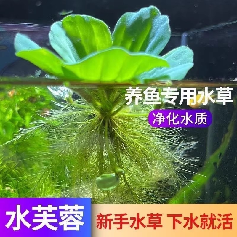 龟缸造景植物水培升级版水芙蓉水面浮萍绿植躲避室内庭院摆件水草
