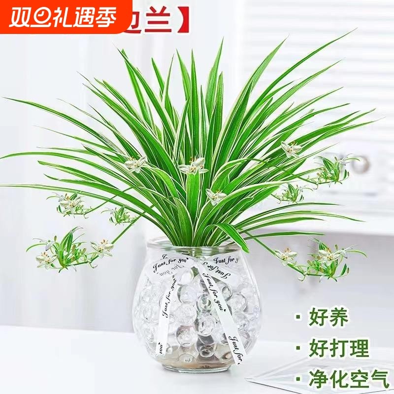 水培植物金边吊兰盆栽室内绿植花卉好养植物客厅桌面净化空气花草