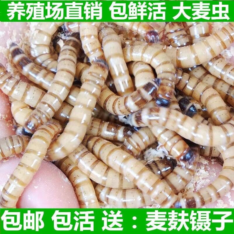 大麦虫活虫鲜活面包虫大号黄粉虫金龙鱼鱼食八哥画眉鸟食活体虫子图片