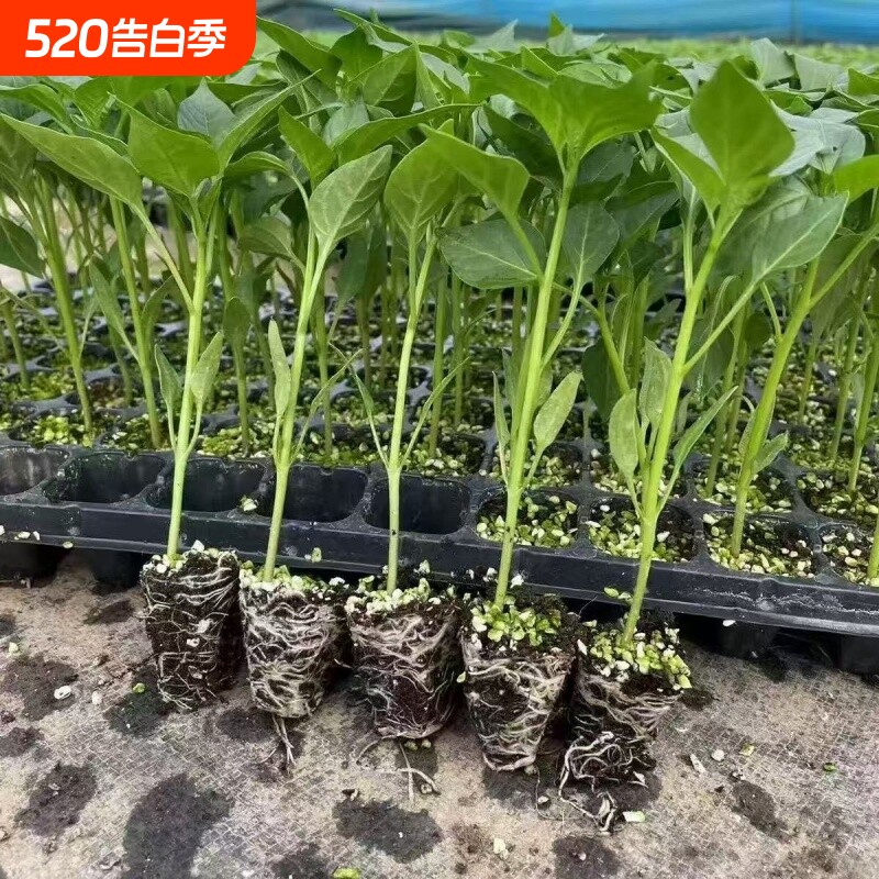辣椒苗蔬菜苗薄皮椒苗长线椒苗螺丝椒苗朝天椒苗牛角椒苗四季室内