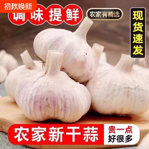 26年新干蒜河南杞县紫白皮干大蒜头农家自种可食用拌菜蒜种
