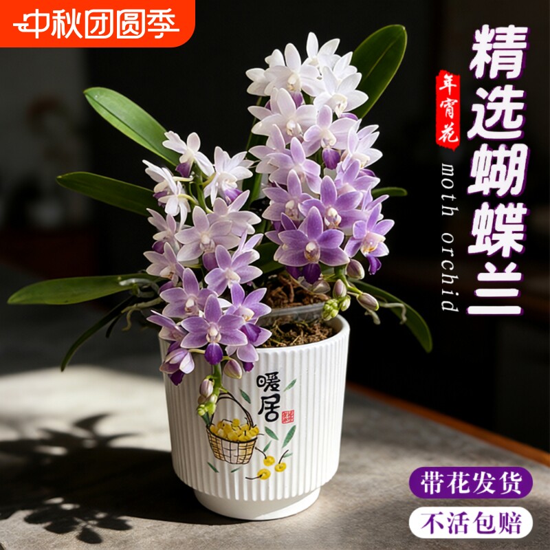 蝴蝶兰花苗带花剑|超2000次加购图片