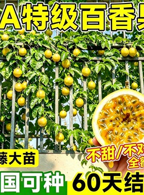 黄金百香果树苗四季结果包赔