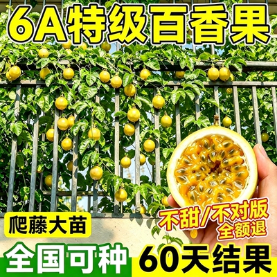 黄金百香果树苗四季结果包赔