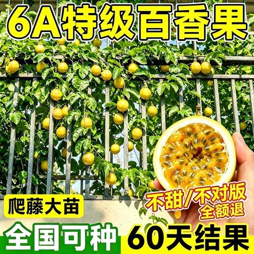 黄金百香果树苗四季结果包赔
