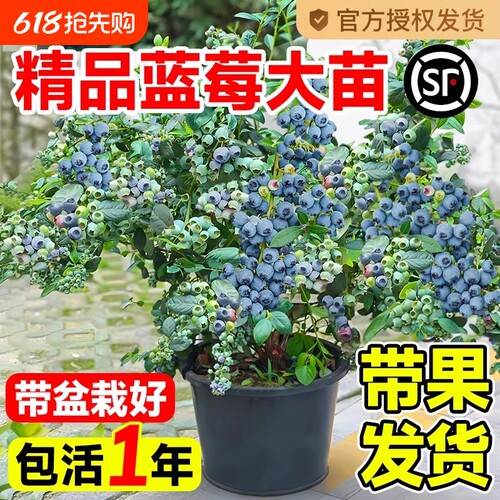 蓝莓树果苗当年结果蓝莓苗种植兔眼特大阳台盆栽树苗北方大果耐寒