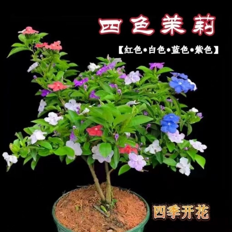 双色茉莉花盆栽室内外盆栽花卉阳台庭院鸳鸯茉莉花苗净化空气绿植