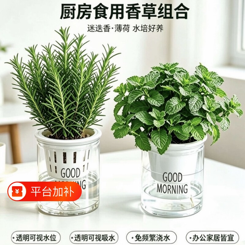 薄荷盆栽驱蚊可食用留兰香薄荷叶水培植物迷迭香室内阳台大盆绿植