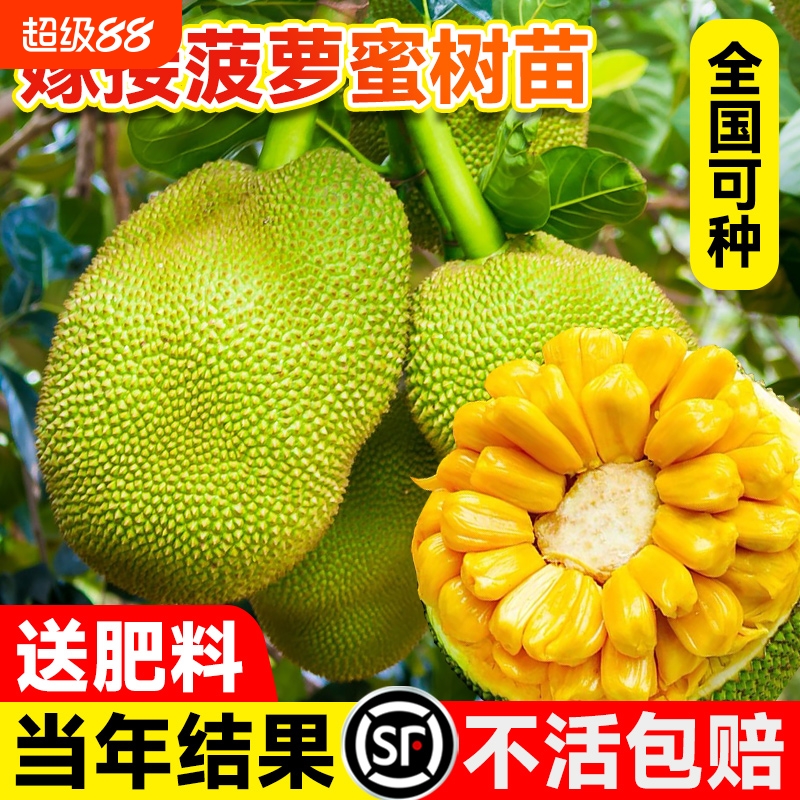 菠萝蜜树树苗嫁接果树果苗四季水果苗盆栽种苗耐寒榴莲种植红肉