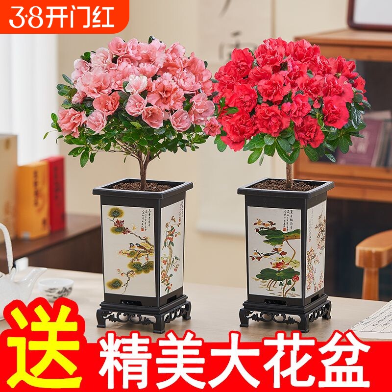 (带花苞)杜鹃花盆栽花卉绿植室内盆景客厅阳台好养年宵花