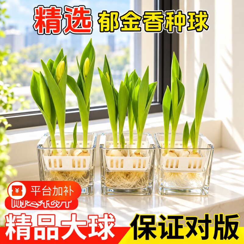 郁金香种球水培花卉植物室内四季开花种子盆栽花苗土培水香养好活