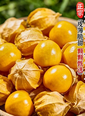 【爆款推荐】丹东菇娘果东北特产