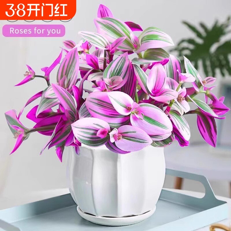 油画婚礼吊兰盆栽紫露兰花水培花卉多肉植物发财树室内好养小绿植