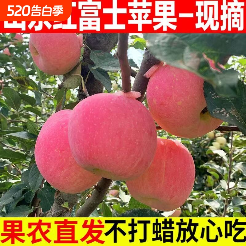 山东红富士正宗条纹应季苹果脆甜孕妇老人儿童冰糖水果糖心现摘