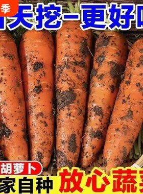 山东胡萝卜红萝卜新鲜现挖萝卜可生吃农家自种健康蔬菜脆甜旗舰店