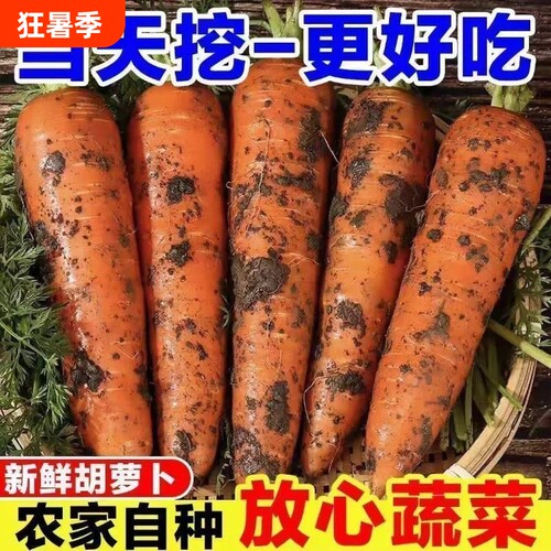 山东胡萝卜红萝卜新鲜现挖萝卜可生吃农家自种健康蔬菜脆甜旗舰店
