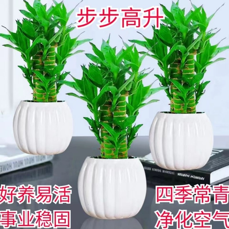 步步高升富贵竹盆栽室内水培植物净化空气四季常青客厅摆放招财竹